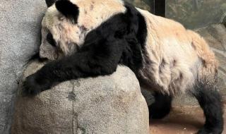 熊猫乐乐是怎么走的