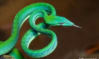 五步蛇毒液 五步蛇毒液