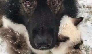 主人接电话 主人接电话