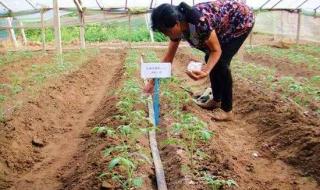 西红柿种苗 西红柿种苗