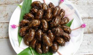 知了猴的营养价值