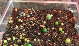 剥糖(多肉葡萄好好喝) 剥糖(多肉葡萄好好喝)