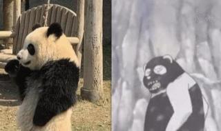 白色大熊猫影像公开