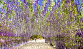 紫藤萝瀑布课堂笔记