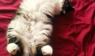 挪威的森林精彩片段